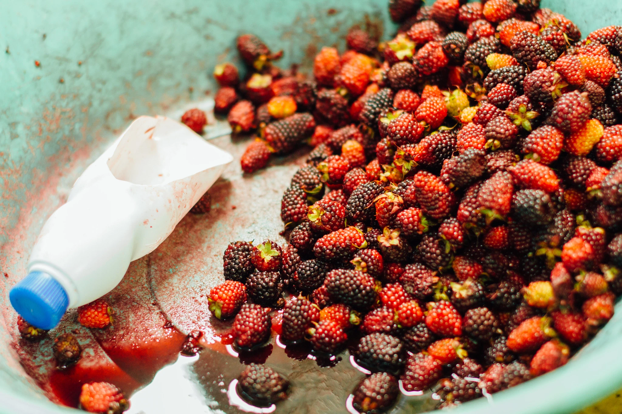 Mora Berries, Bucaramanga Colombia by Adam Cohn